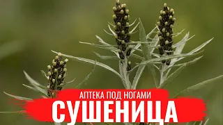 СУШЕНИЦА / О правилах сбора, нюансах заготовки и приготовлении полезных настоев /Аптека под ногами