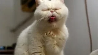 Funny cats -  Crazy cats  - Try not to laugh  Funny compilation of cats  - Reverse video