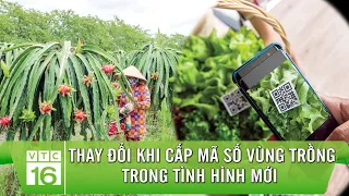 Những thay đổi khi cấp mã số vùng trồng trong tình hình mới | VTC16