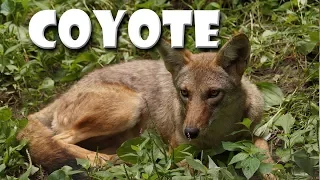 Animal Fact Friday at Wildlife Prairie Park- Coyote