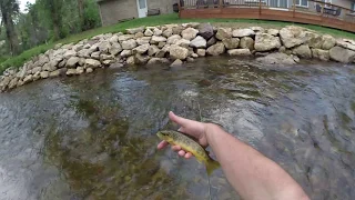 Fly fishing Falls river Estes Park Colorado, Rocky Mountain National Park Adventure.