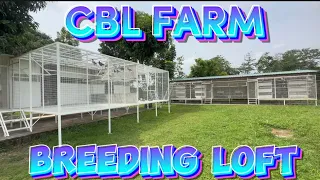 PIGEON FARM OF CONG. CBL IN ANGELES CITY PAMPANGA | GALANG BROTHERS LOFT TV