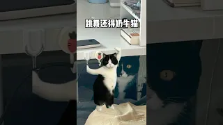 没事就在家跳舞#奶牛猫