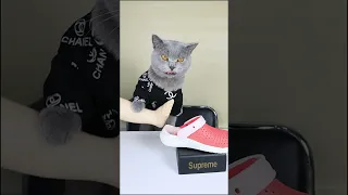 Oddly Satisfying Video To Relax You😸😴!| Funny  Cat TikTok Challenge #funnycat #catsoftiktok  #shorts