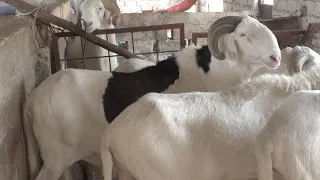 TABASKI : Technique d'engraissement de mouton / EMBOUCHE OVINE