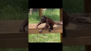Baby Orangutan Climbing Around.
