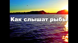 Как слышат рыбы