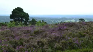 "The Heather on the Hill" from Brigadoon - Piano/Male Vocal COVER (Lerner & Loewe)