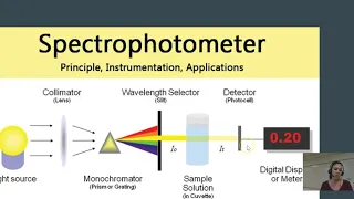 How can spectrophotometry be used to measure enzymatic activity?