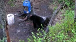 Huge  Saskatchewan archery bear with thunderhead 125