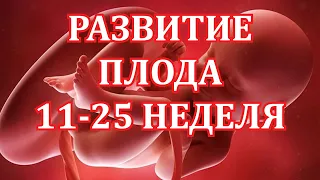 Развитие Плода 11-25  Неделя Беременности.