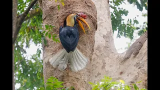 Knobbed Hornbill, Tangkoko, Northern Sulawesi
