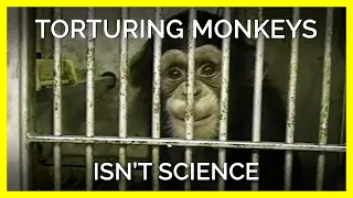 Torturing Monkeys Isn’t Science, It’s an Atrocity