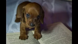 Новорожденная кроличья такса Марго - дочь Лизы и Берти. 6 часов отроду. Newborn puppy mini dachshund