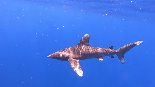 Swimming with white tip oceanic shark in Bora Bora