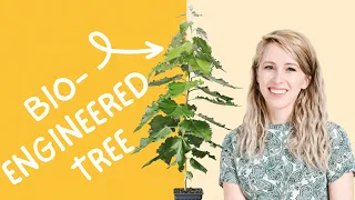 Living Carbon's Maddie Hall on bioengineering super trees to fight climate change.