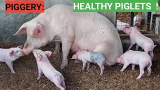 Why PIGLETS die before Or after birth! (DEATILED)