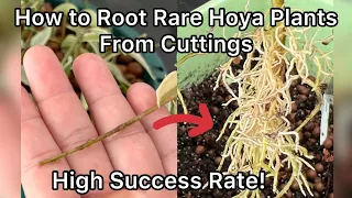 BEST way to root Rare Hoya Plants Tutorial DIY. High Success Rate. Tips from a Commercial Grower