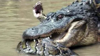 Python vs Alligator 13 - Real Fight - Python attacks Alligator