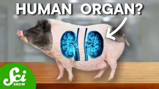 We May Be Able To Grow Human Organs In Animals. Should We?