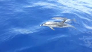 Dolphins watching - Madeira island