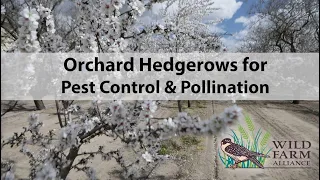 Orchard Hedgerows for Pest Control and Pollination