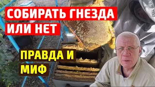 Как формировать гнездо пчел на зиму  Правда и мифы о сборке гнезд