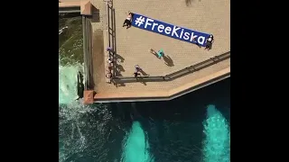 Aerial footage of Kiska, MarineLand’s last surviving orca bashing her head against the wall.