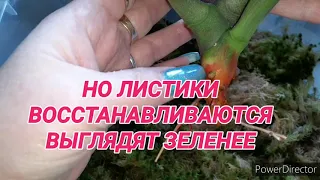 #РЕАНИМАЦИЯ ОРХИДЕЙ/НАРАЩИВАНИЕ КОРНЕЙ С НУЛЯ/ВОССТАНОВЛЕНИЯ ТУРГОРА/ДВУМЯ ВОЛШЕБНЫМИ ПРЕПАРАТАМИ💣🔥👍