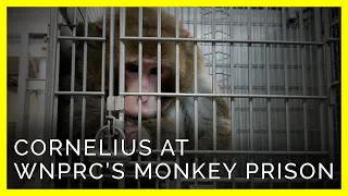 Heartbreaking Newly-Released Footage From Inside WNPRC’s Monkey Prison