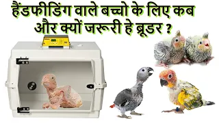 Why brooder box is must for hand feeding chicks ? | Brooder vs Incubator