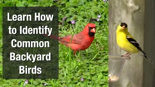 Learn How to Identify Common Backyard Birds