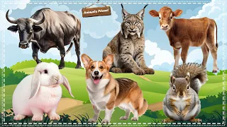 Cute Little Animals Making Funny Sounds: Buffalo, Lynx, Dog, Cow, Rabbit, Squirrel