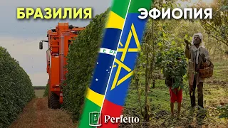 Бразилия и Эфиопия. Два полярных мира по выращиванию кофе.