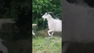 Дедушка ведёт коз на балку🐐