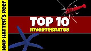 Top 10 Most Stunning Invertebrates For The Saltwater Aquarium