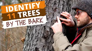 Identify 11 Trees By the Bark (Easy Tips)