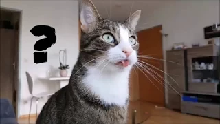 Funny cat forgets his tongue out