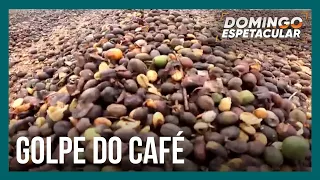 Produtores de café levam calote milionário após entregarem safra para empresa