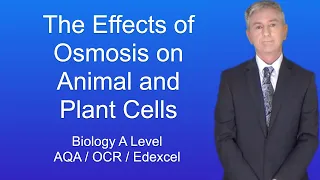 A Level Biology Revision "The Effects of Osmosis on Animal and Plant Cells"