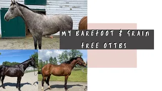 How I Got Hardkeeper OTTBs Grain Free & BAREFOOT| what i feed my horses