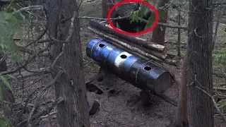 *CRAZY* BEAR HUNT!  LARGE BEAR SHOT AND FALLS FROM TREE!