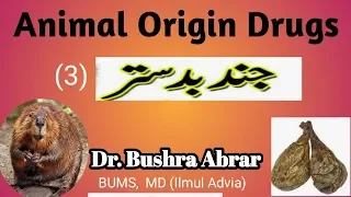 Advia Mufradah||Animal Origin Drugs||Castoreum||Jundbedastar-3 ||Bums||CCIM syllabus||Unani lecture