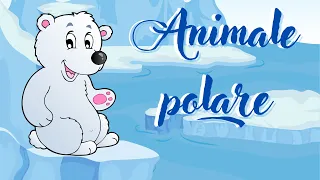 Animale polare 🐻‍❄️🐧🦭🦌||cunoașterea mediului||animale