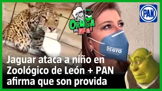 Jaguar ataca a niño en Zoológico de León + PAN afirma que son provida