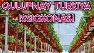 TURKIYA ISSIQXONALARIDA QULUPNAY YETISHTIRISH. Yangi texnologiya.