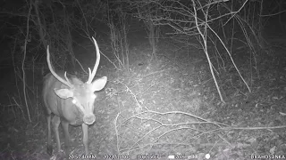 01.10.2023, 20:57: Little Deer Posing in front of Camera in Forest |Trail Camera|