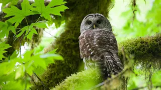 Forest - Fascinating Beauty Of Nature, Beautiful Music With Birds Singing In The Forest