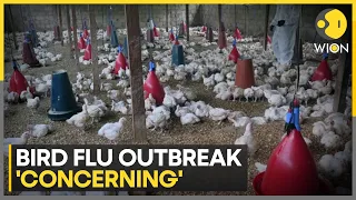 Bird Flu Updates: Experts say 'outbreak could be serious' | Latest News | WION