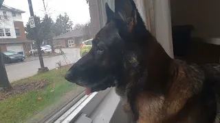 My German Shepherd dog protecting my house against raccoons